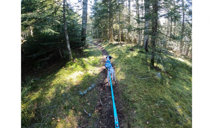 I-DOG® CANICROSS OPALE TRACTION LEASH