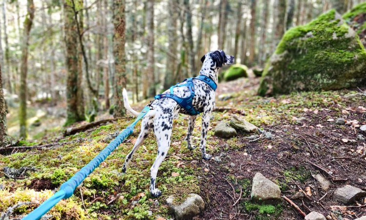 I-DOG® CANICROSS OPALE TRACTION LEASH