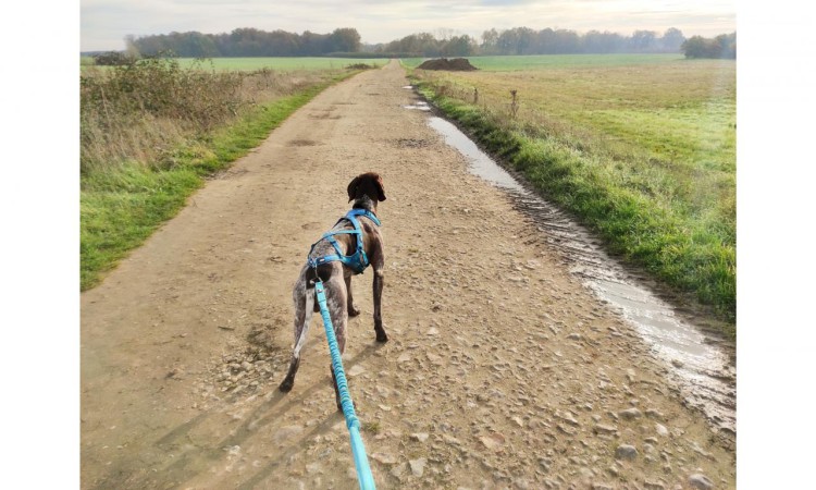 I-DOG® CANICROSS OPALE TRACTION LEASH