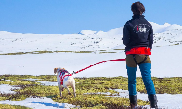 I-DOG® CONFORT TREK TRACTION LEASH
