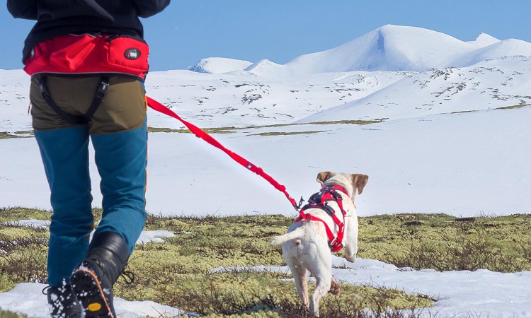 I-DOG® CONFORT TREK TRACTION LEASH