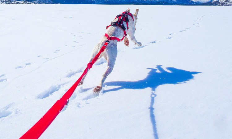 I-DOG® CONFORT TREK TRACTION LEASH