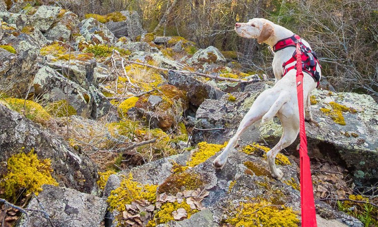 I-DOG® CONFORT TREK TRACTION LEASH