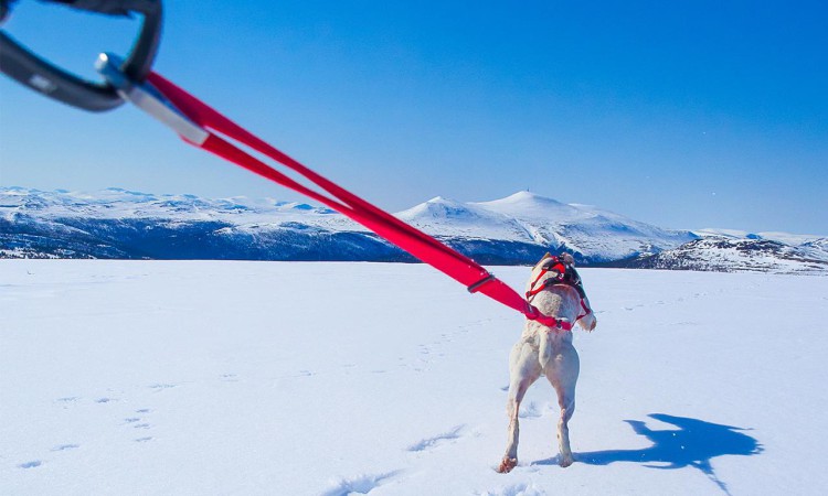 I-DOG® CONFORT TREK TRACTION LEASH