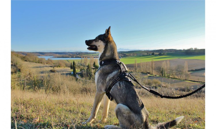 I-DOG® RAIDLIGHT TRACTION LEASH