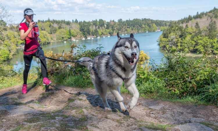 I-DOG® RAIDLIGHT TRACTION LEASH
