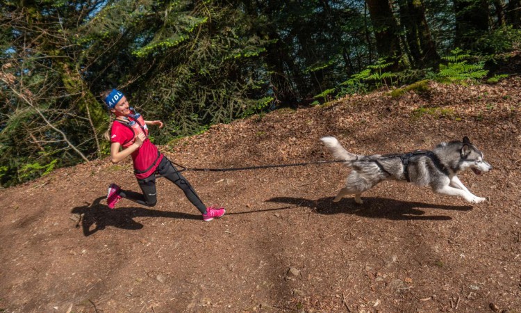 I-DOG® RAIDLIGHT TRACTION LEASH