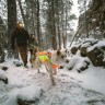 Ruffwear® Lumenglow™ Hi-Vis Dog Jacket светоотражающая попона 