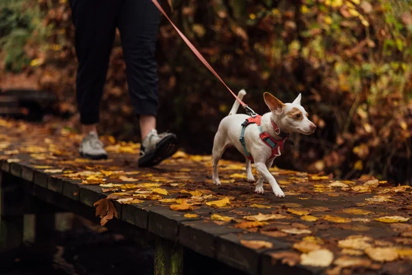 Ruffwear® Hi & Light™ облегченная шлея