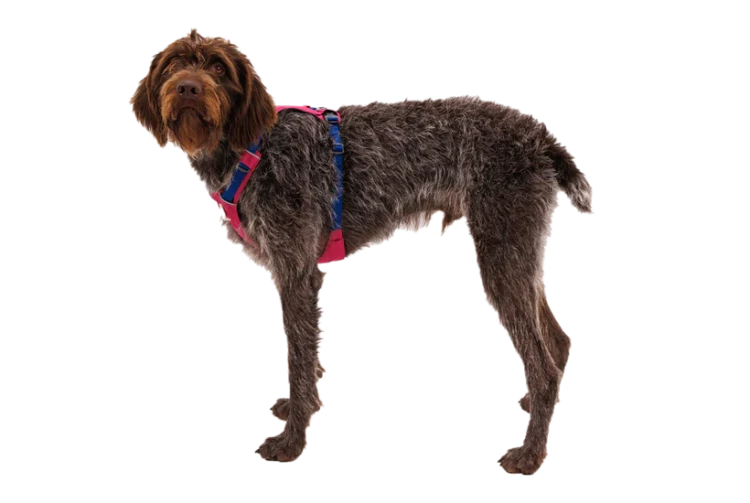 Ruffwear® Hi & Light™ облегченная шлея