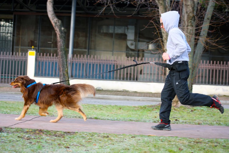 DOG TREKKING BELT