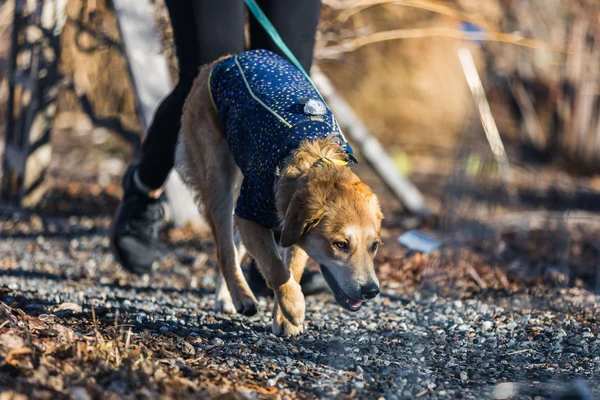Ruffwear® Climate Changer™ New