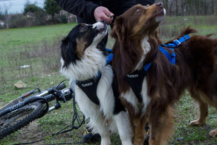 ADJUSTABLE RACING HARNESS
