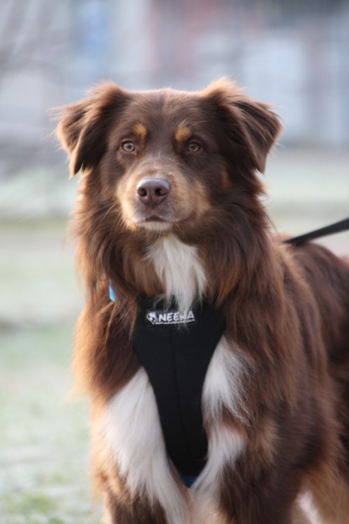 RUNNING HARNESS