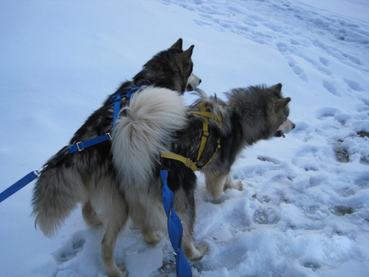 SLED DOG HARNESS