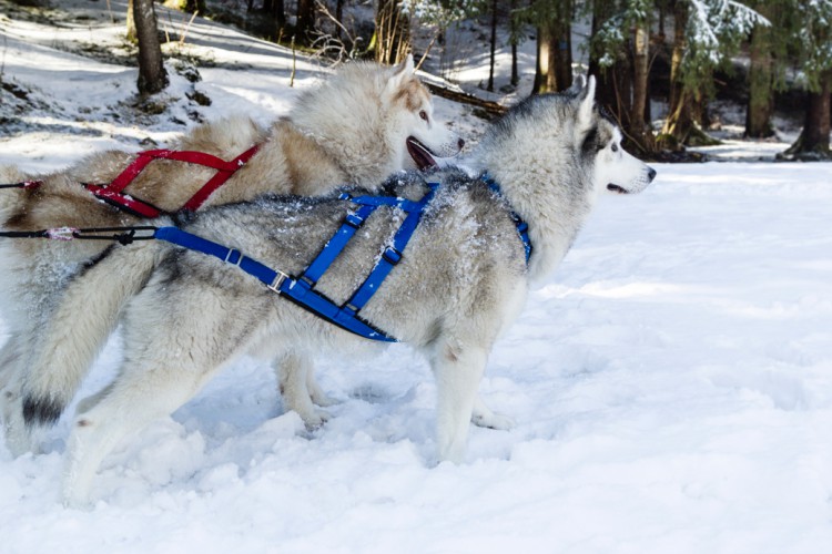 SLED DOG HARNESS