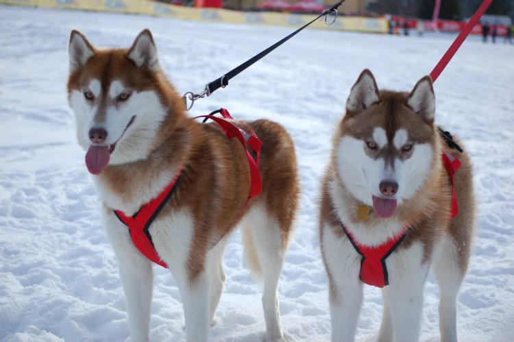 SLED PRO HARNESS