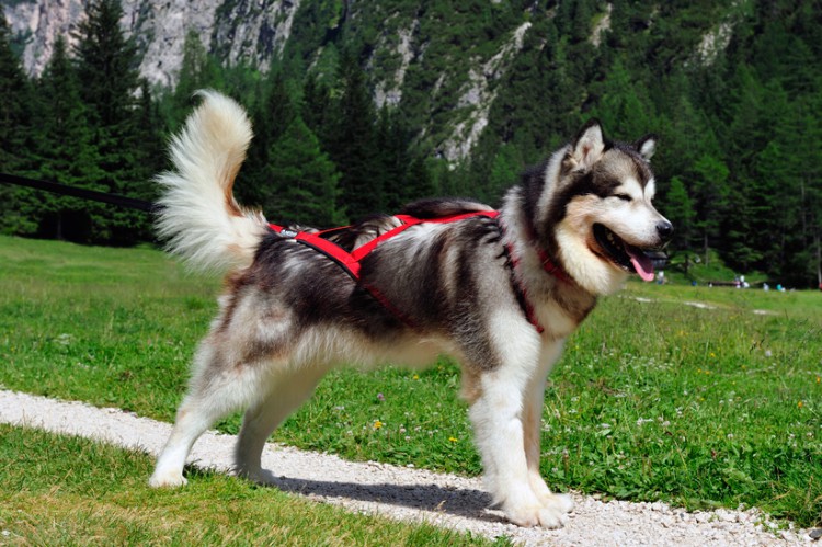 SLED PRO HARNESS