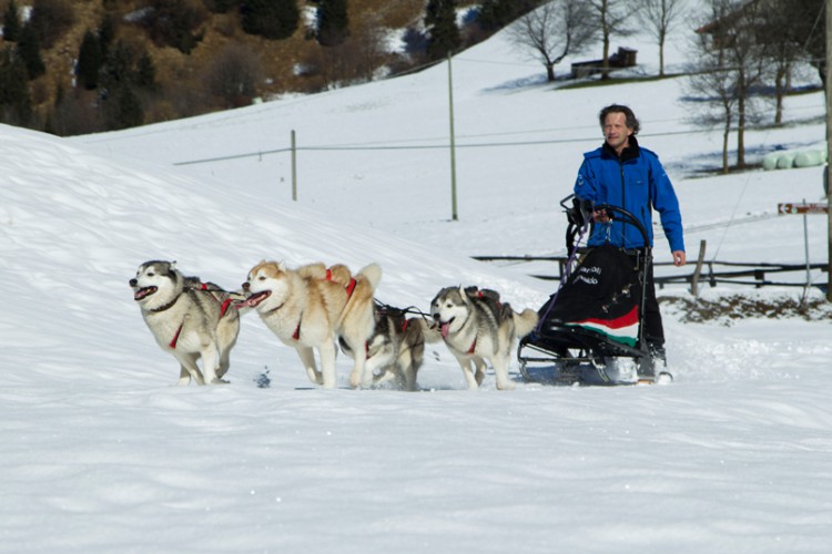 SLED PRO HARNESS
