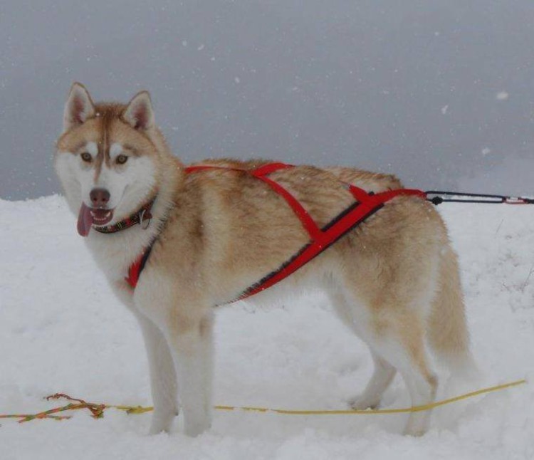 SLED PRO HARNESS