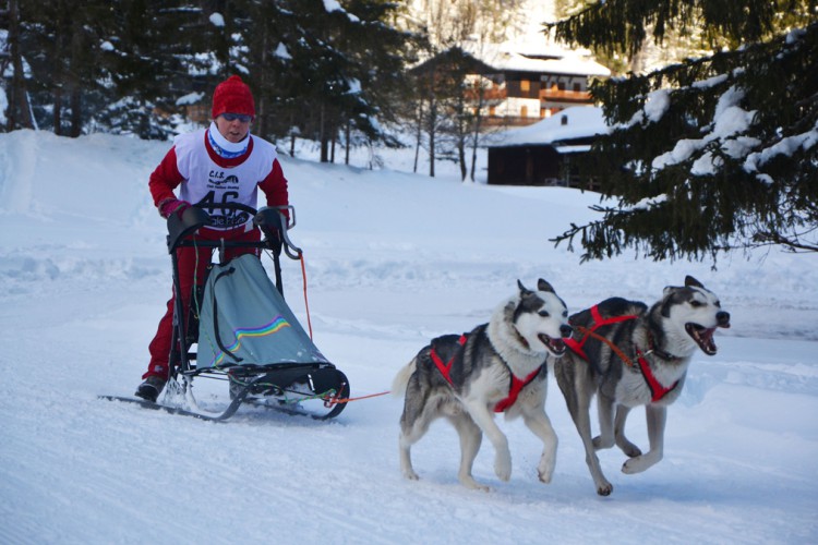 SLED PRO HARNESS