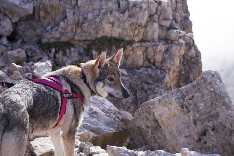 SPORT HARNESS