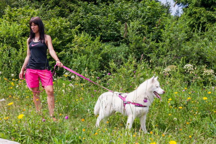 SPORT HARNESS