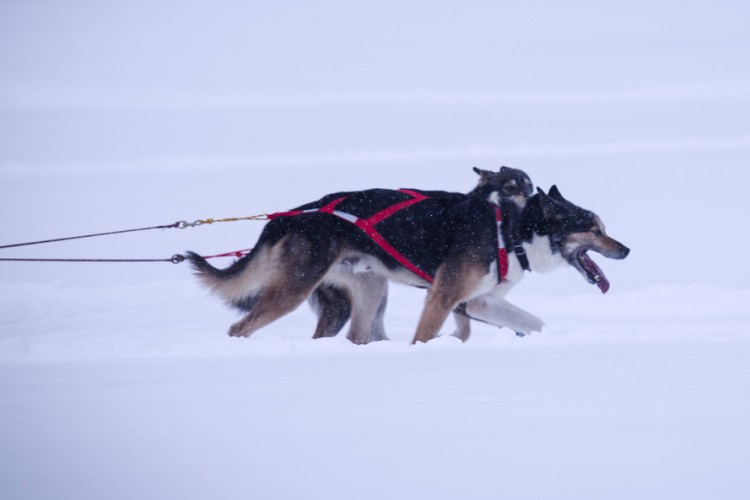 X-BACK RACING HARNESS