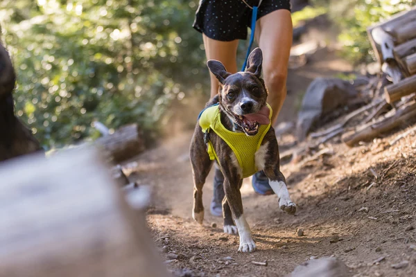 Ruffwear® Trail Runner™ шлейка-жилет для бега 